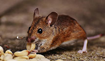 24 Hour & Emergency Exterminators in Selz, ND
